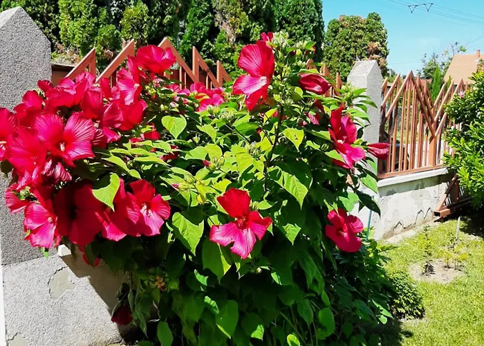 Apartament Tinka Haz *